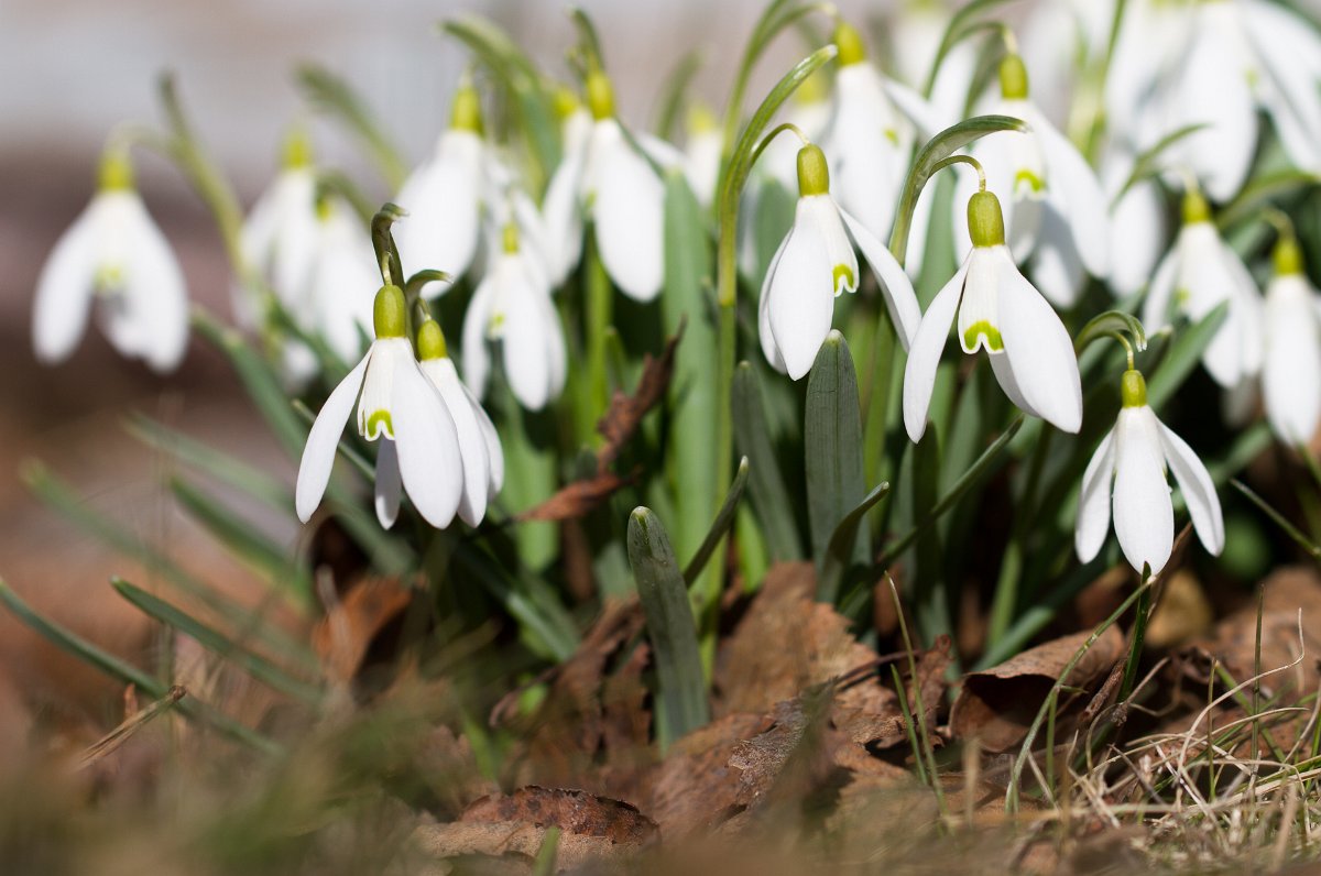 Vårblommor